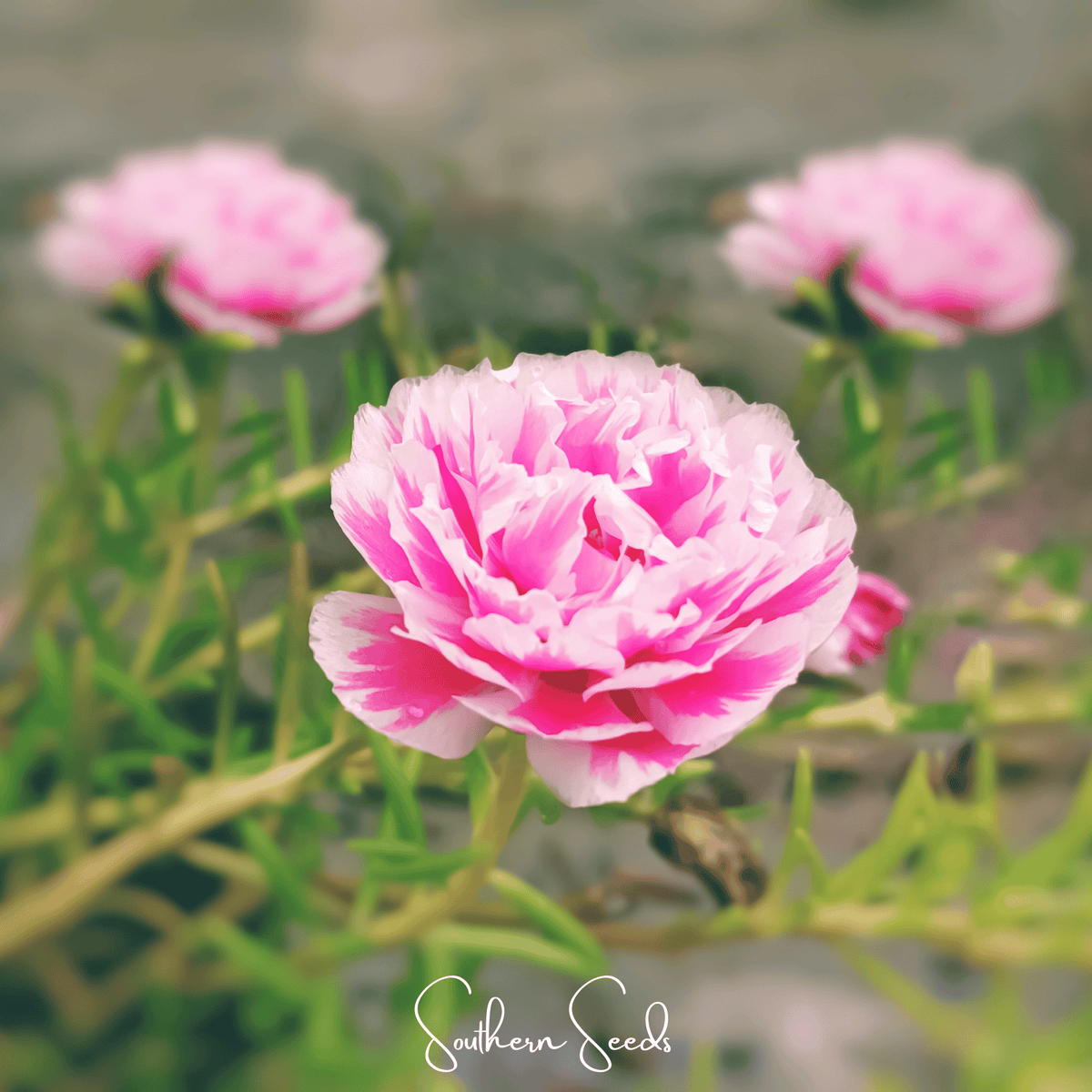 Pink Moss Rose Seeds – 250 Heirloom Portulaca grandiflora Groundcover, Drought Tolerant, White Flowers, Full Sun, Easy to Grow