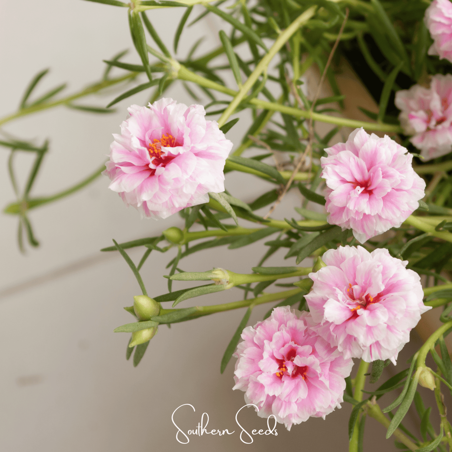 White Moss Rose – 250 Seeds