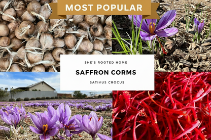 Starter Patch– 24 Large Corms Most Popular