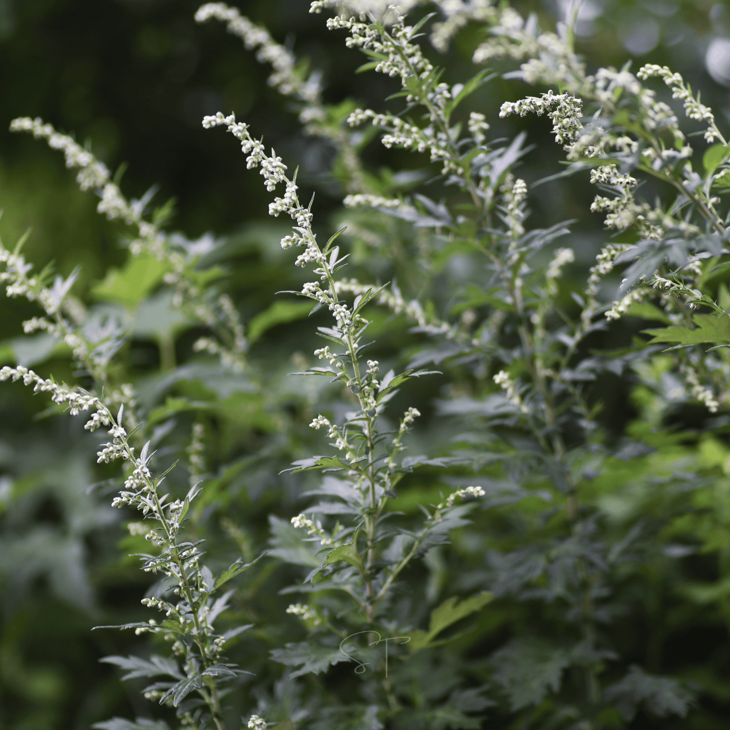 Mugwort – 200 Seeds