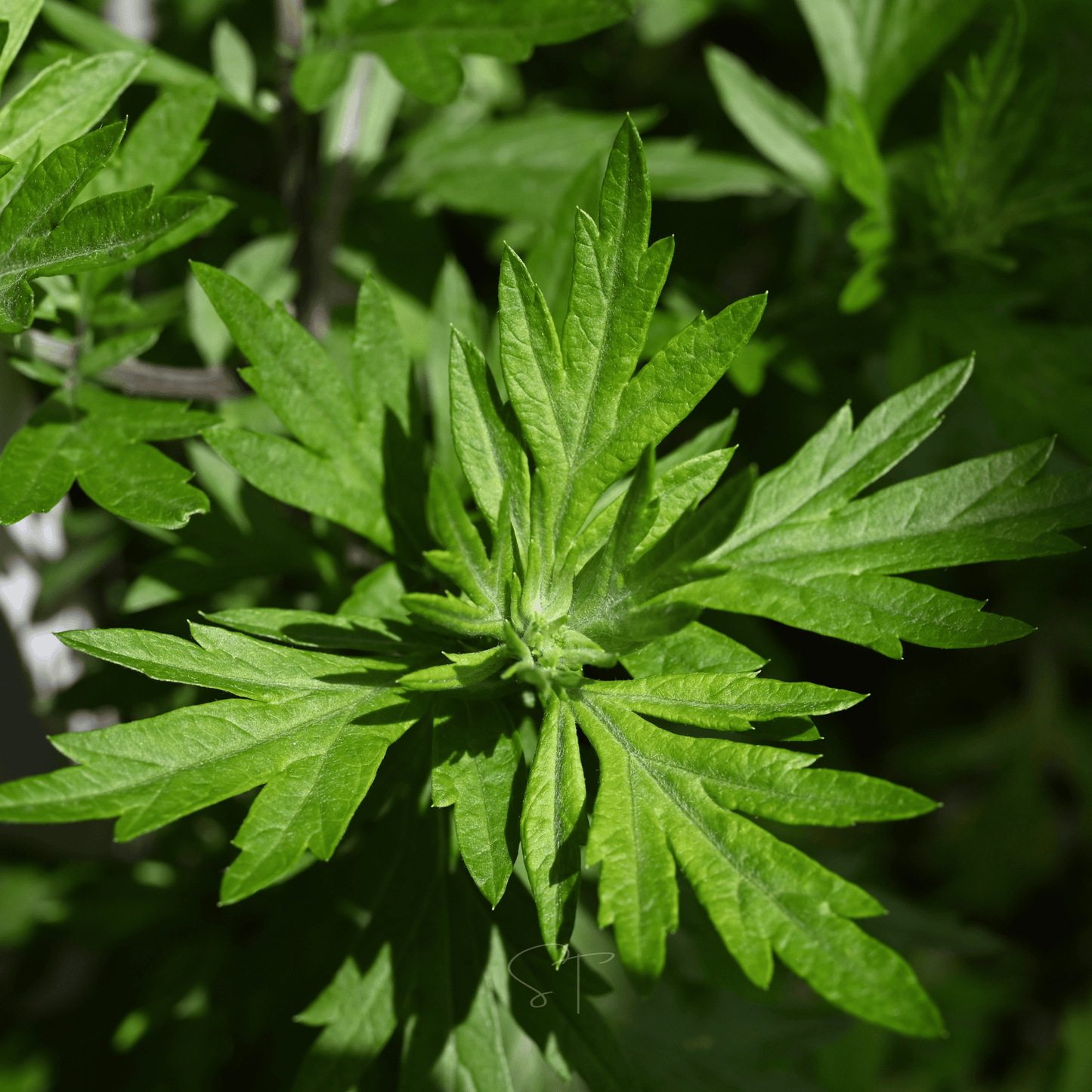 Mugwort – 200 Seeds