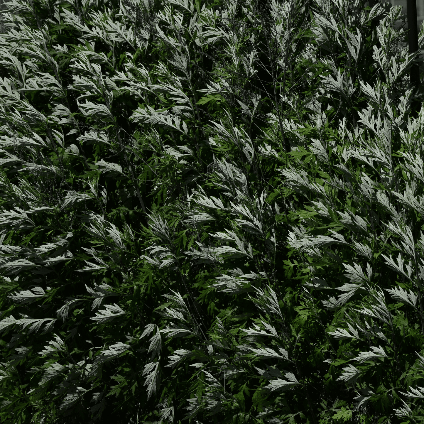 Mugwort – 200 Seeds