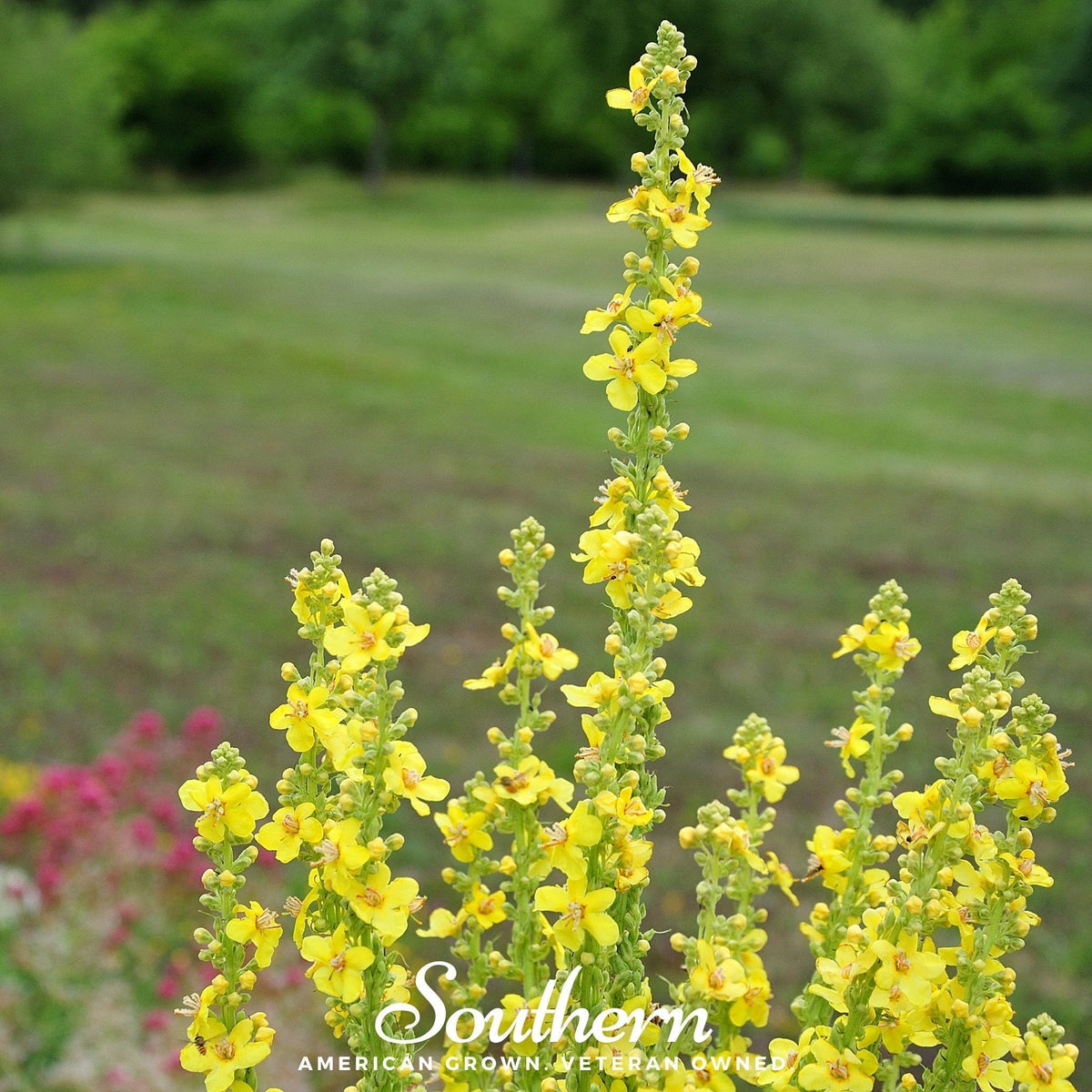Mullein Seeds – 200 Heirloom Verbascum thapsus for Wildflower Gardens, Herbal Medicine & Drought Tolerance