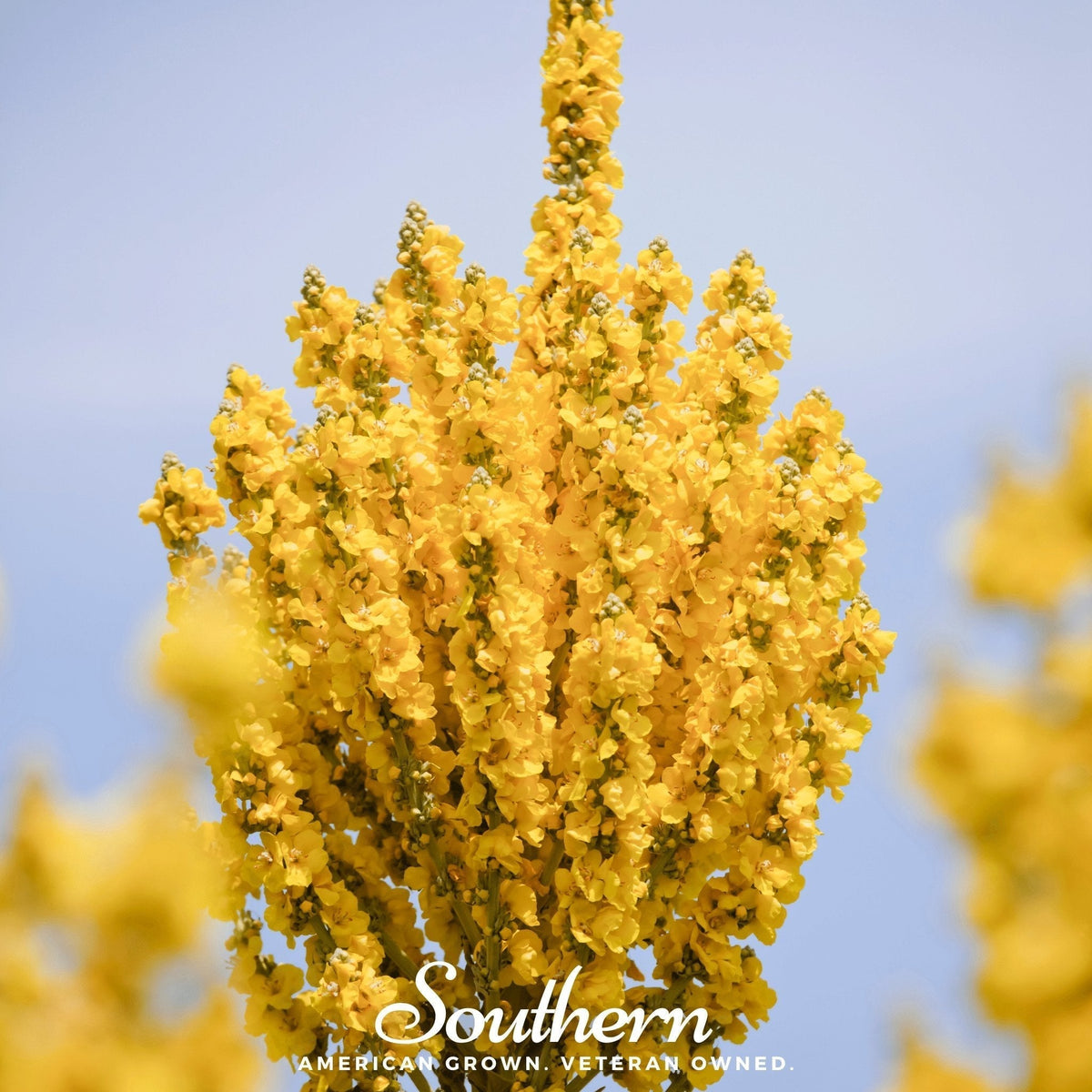Greek Mullein Seeds | Heirloom Verbascum olympicum | Drought-Tolerant, Architectural, Bright Yellow Flowers