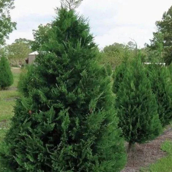 Murray Leyland Cypress Tree 2.5-Inch Pot | Fast-Growing Evergreen Privacy Hedge | Cupressocyparis leylandii 'Murray'