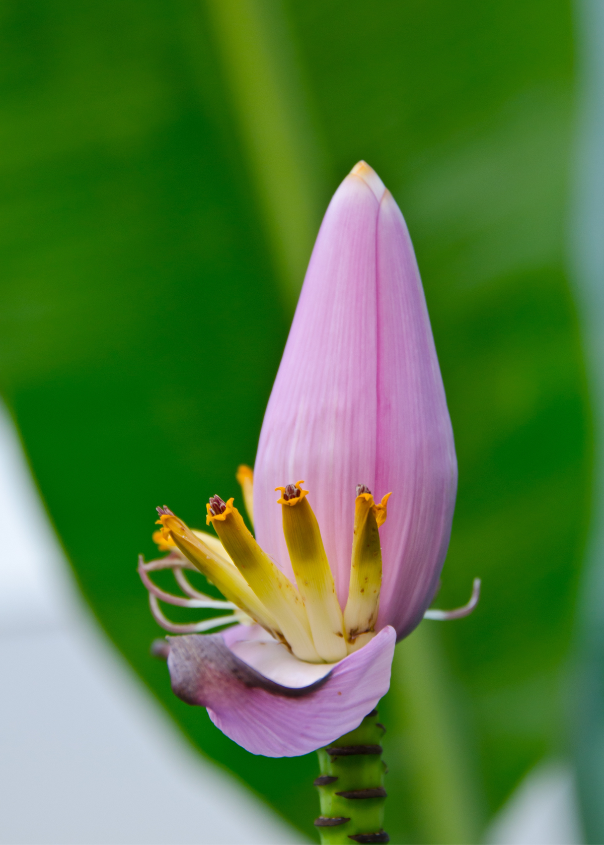Indian Dwarf Banana Plant, Pot-Friendly Musa mannii, Rare Himalayan Banana, Cold-Tolerant Dwarf Banana, Pink Flowering Musa
