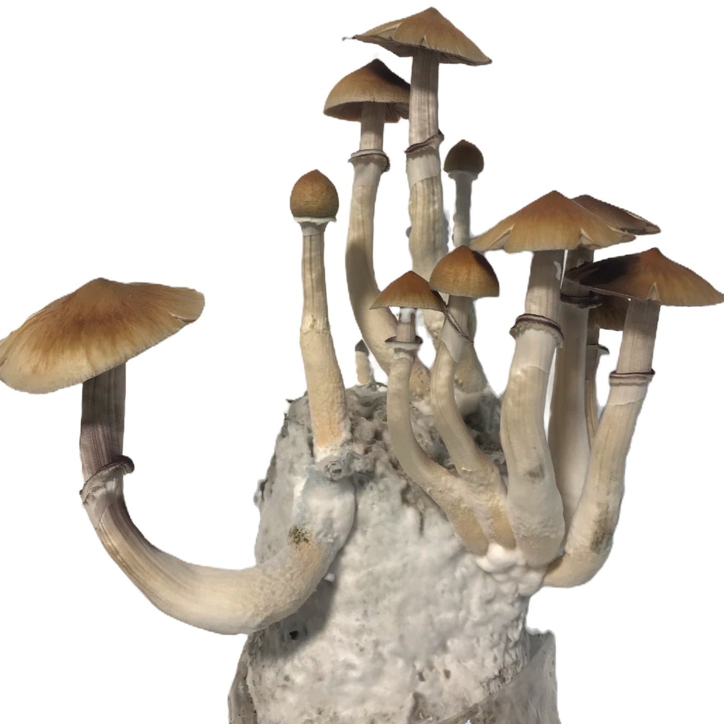 All In One Mushroom Grow Bag Bundle 16 Count