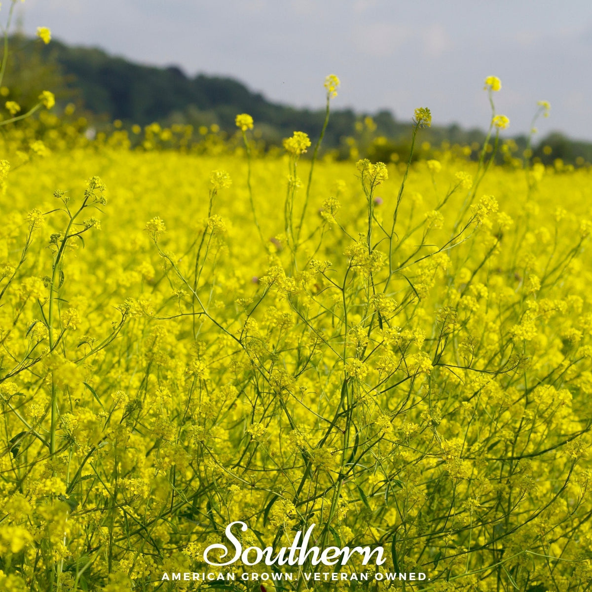 Black Mustard Seeds 500 | Heirloom Brassica nigra | Pungent Spice for Mustard, Pickling & Greens