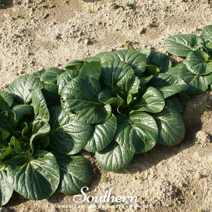 Tatsoi Mustard – 100 Seeds