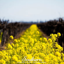 Yellow Mustard Seeds – Heirloom Sinapis alba for Cooking, Cover Crop & Pollinators, 200 Seeds