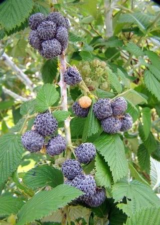 Raspberry 'Mysore' (Rubus niveus) Tropical Edible Berry Plant with Dark Purple Fruits