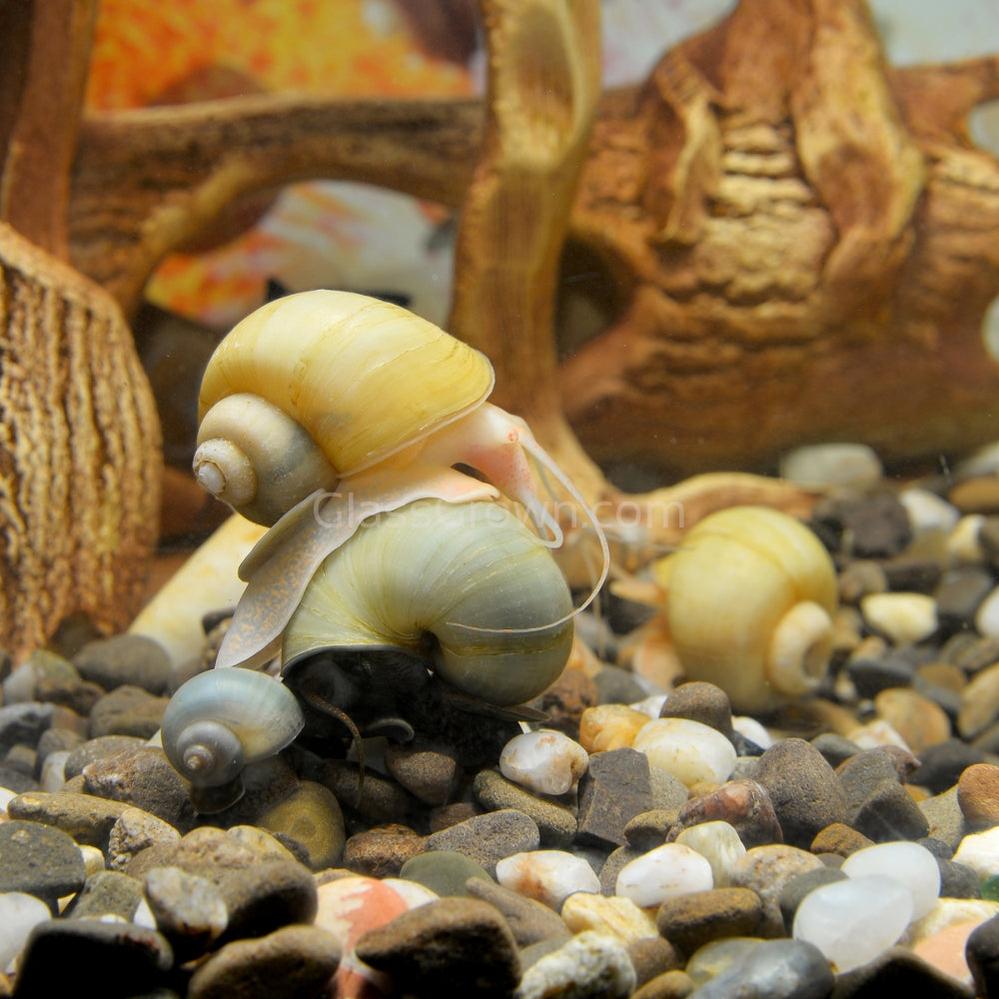 Golden Mystery Snail