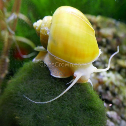 Golden Mystery Snail