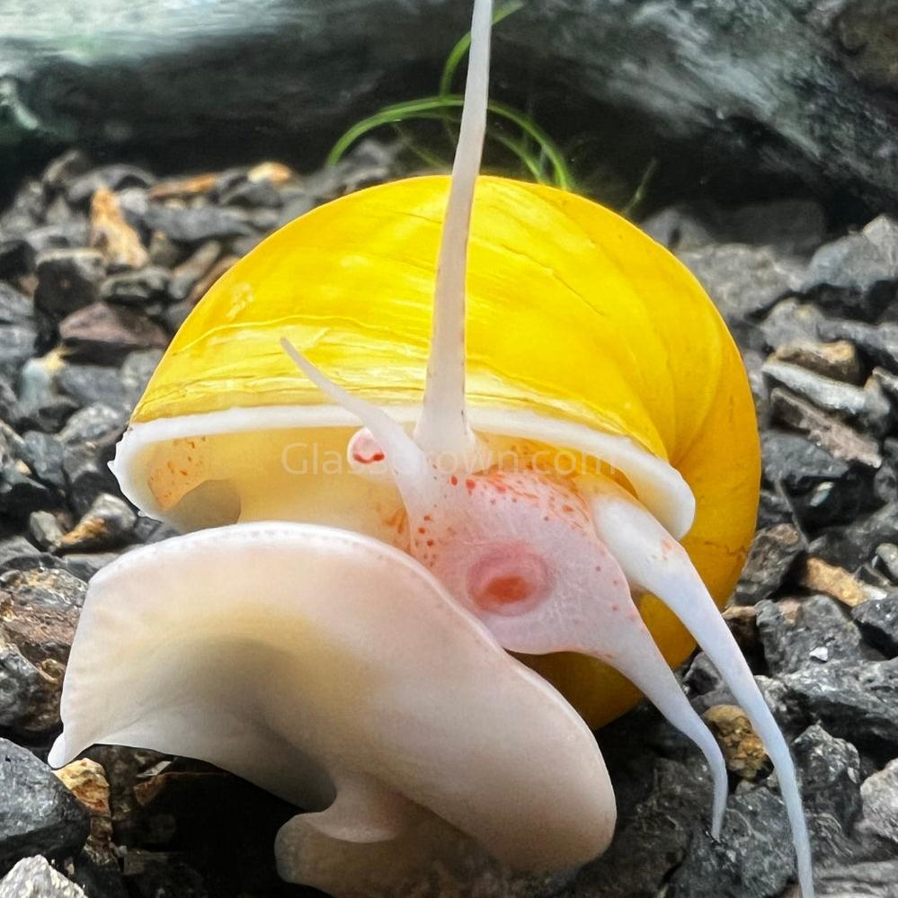 Golden Mystery Snail