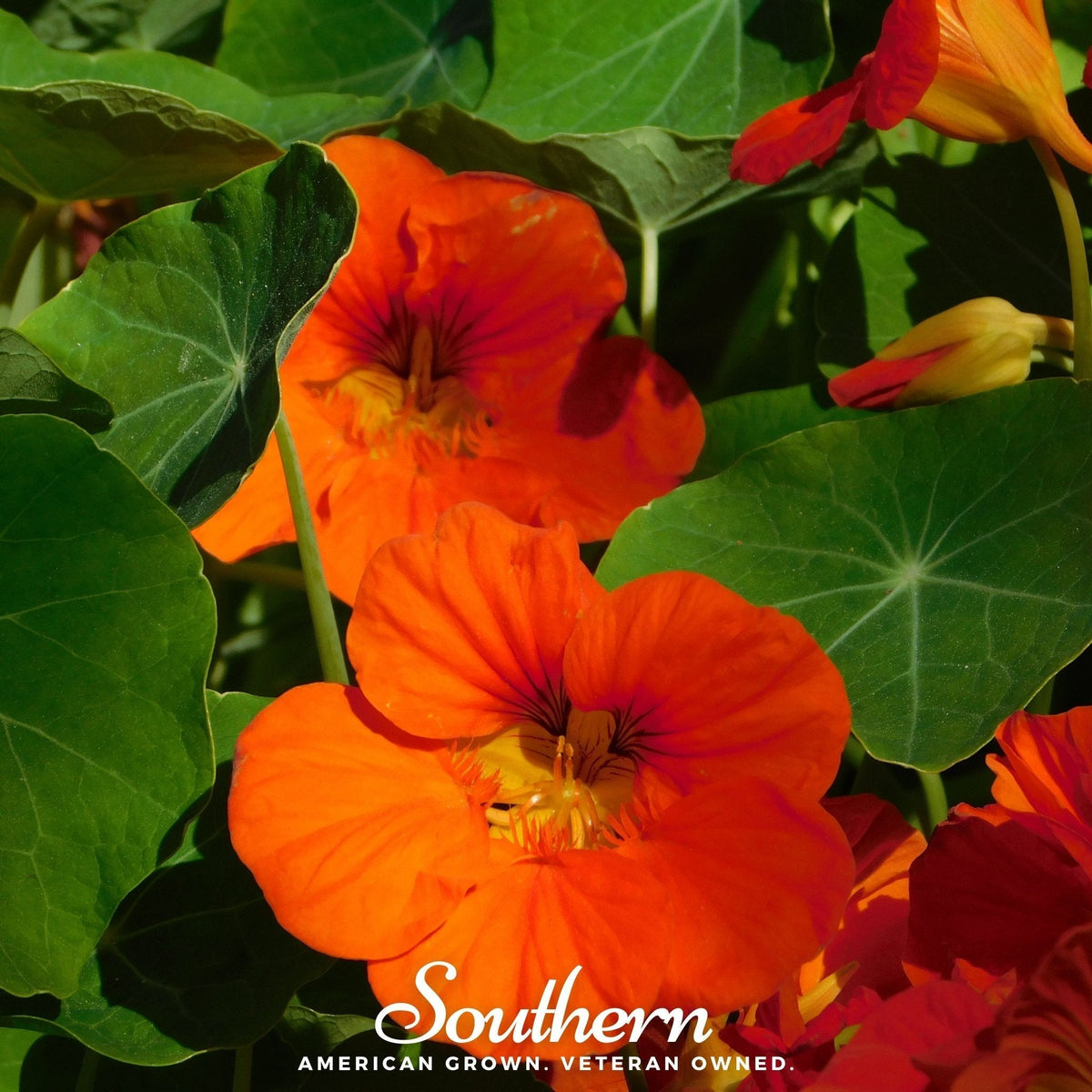 Empress of India Nasturtium Seeds – Heirloom, Edible Crimson Flowers & Blue-Green Foliage, Tropaeolum majus, 25 Seeds