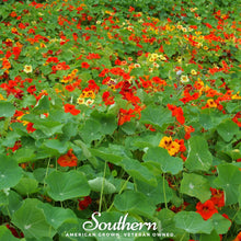 Jewel Nasturtium Mix – 25 Seeds