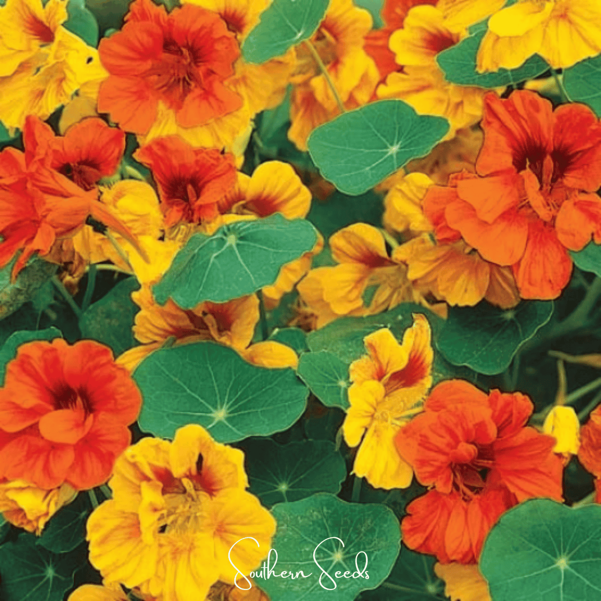 Tom Thumb Dwarf Nasturtium Seeds – Edible Flowers & Leaves, Compact Heirloom Tropaeolum majus, 25 Seeds