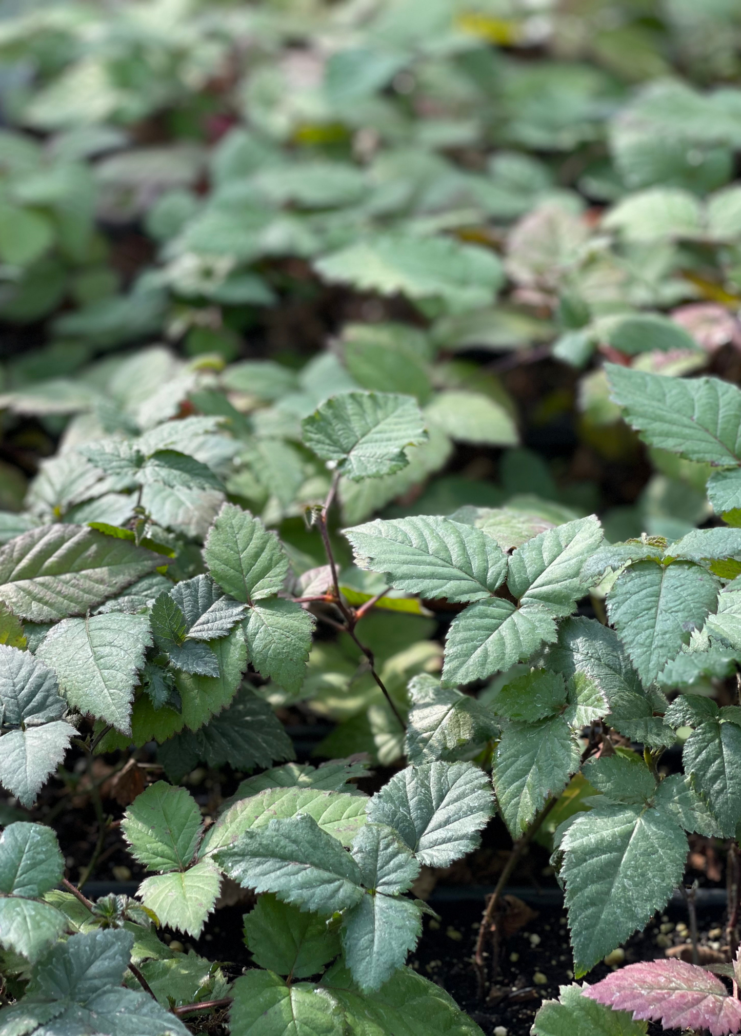 Blackberry Thornless 'Natchez' Semi-Erect Fruit Plant – Early-Ripening, Large Elongated Berries, Rich Flavor, Rubus