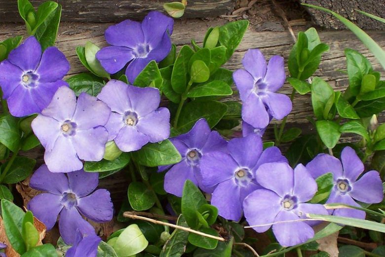 50 Live Vinca Minor Bare Root Plants – Evergreen Ground Cover with Blue-Purple Flowers, Shade Tolerant, Hardy, Fast Spreading