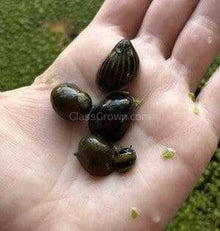 Assorted Nerite 5 Snails