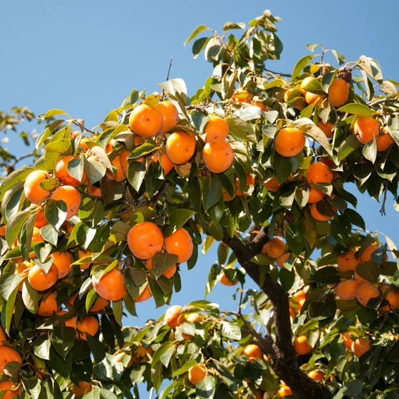 American Persimmon Trees Bare Root Seedlings – Native Fruit Tree, Cold Hardy, Diospyros virginiana, 6–12 inches