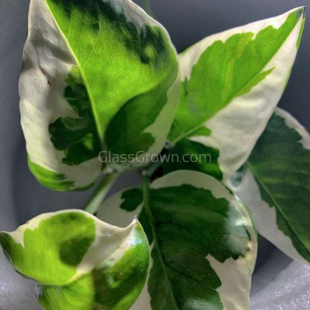 N Joy Pothos Rooted Stems or Pots