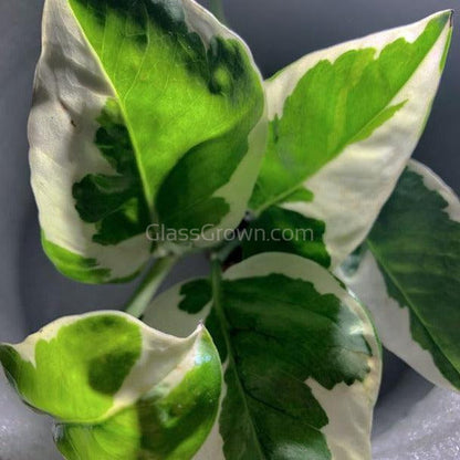 N Joy Pothos Rooted Stems or Pots