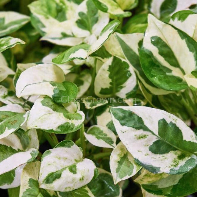 N Joy Pothos Rooted Stems or Pots