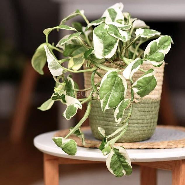 N Joy Pothos Rooted Stems or Pots