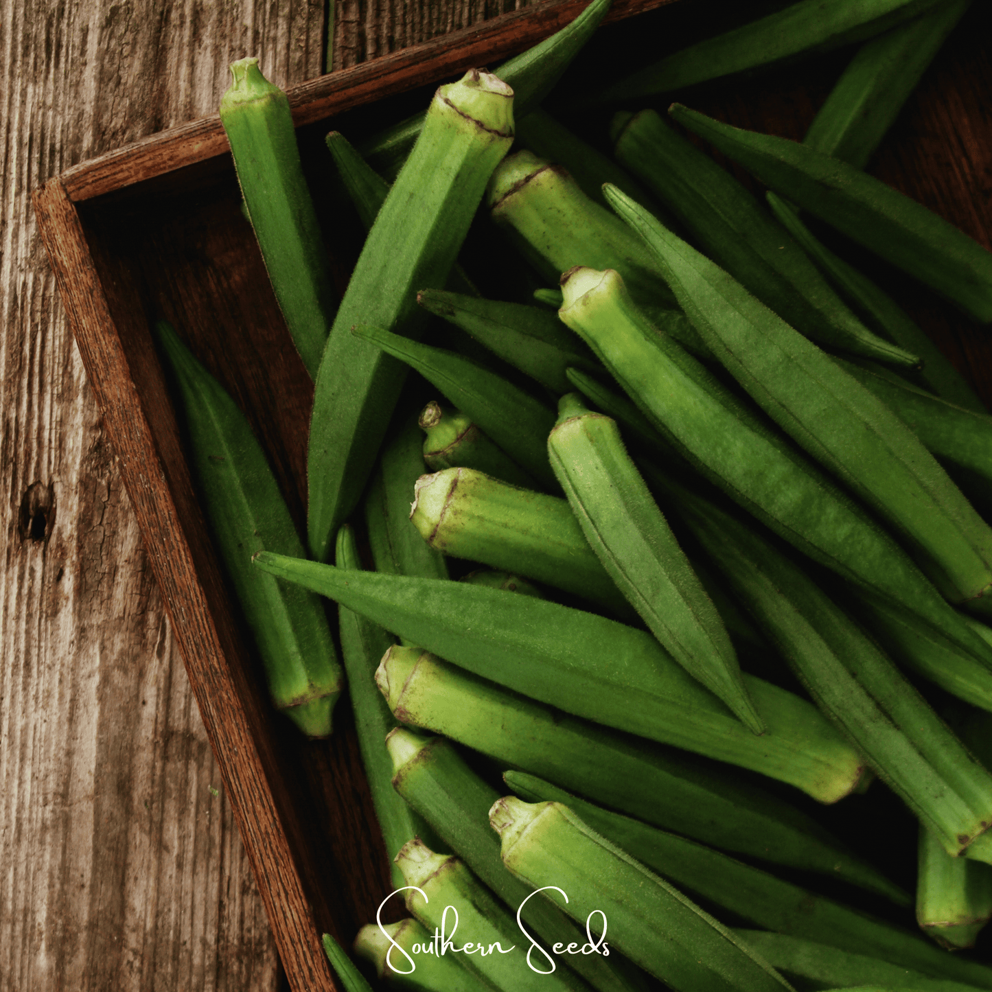 Jambalaya Okra Seeds – Heirloom, Non-GMO, Open Pollinated, Abelmoschus esculentus, Vegetable Garden, Annual, Heat Tolerant