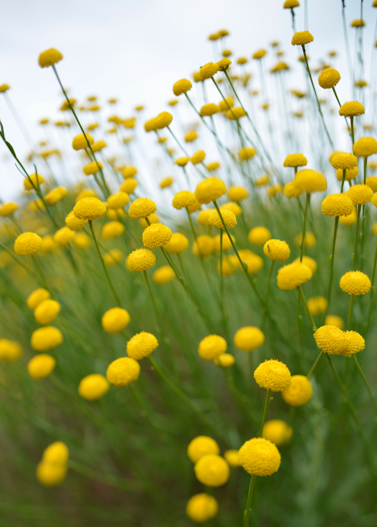 Olive Herb (Santolina rosmarinifolia) Perennial Herb with Bright Green Leaves and Yellow Flowers, Drought Tolerant, Mediterranean Aromatic Plant