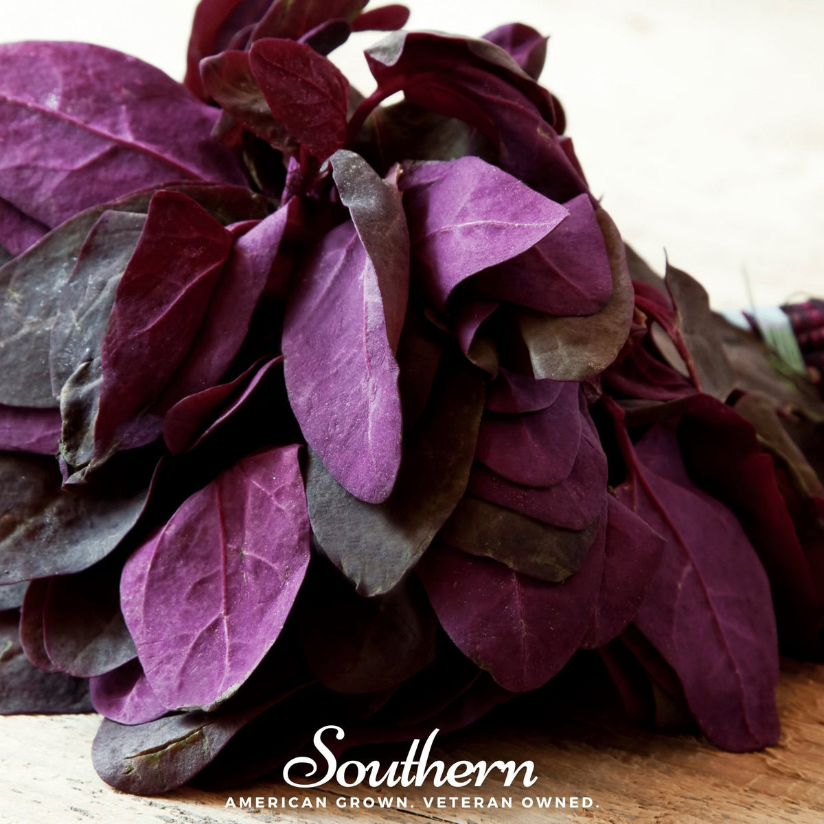 Red Plume Orach Seeds – Edible Ornamental Heirloom Atriplex hortensis for Garden, Salad, and Cooking