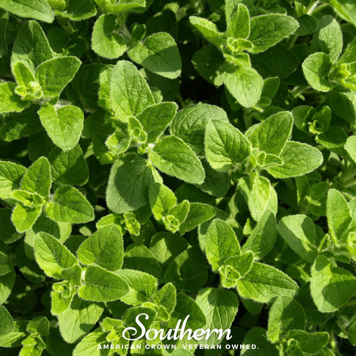 Greek Oregano Seeds - 200 Heirloom, Open Pollinated, Non-GMO, Perennial, Origanum vulgare subsp. hirtum