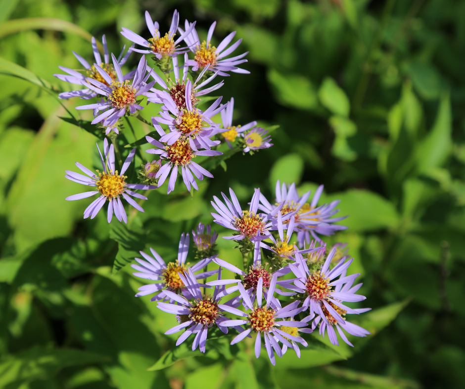 350 Symphyotrichum puniceum Seeds | Swamp Aster | Native Perennial Wildflower for Wetlands, Bees & Butterflies