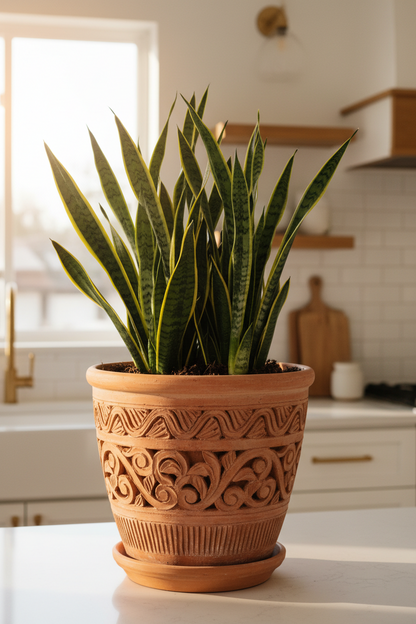 Snake Plant Laurentii - 4" Pot - NURSERY POT ONLY
