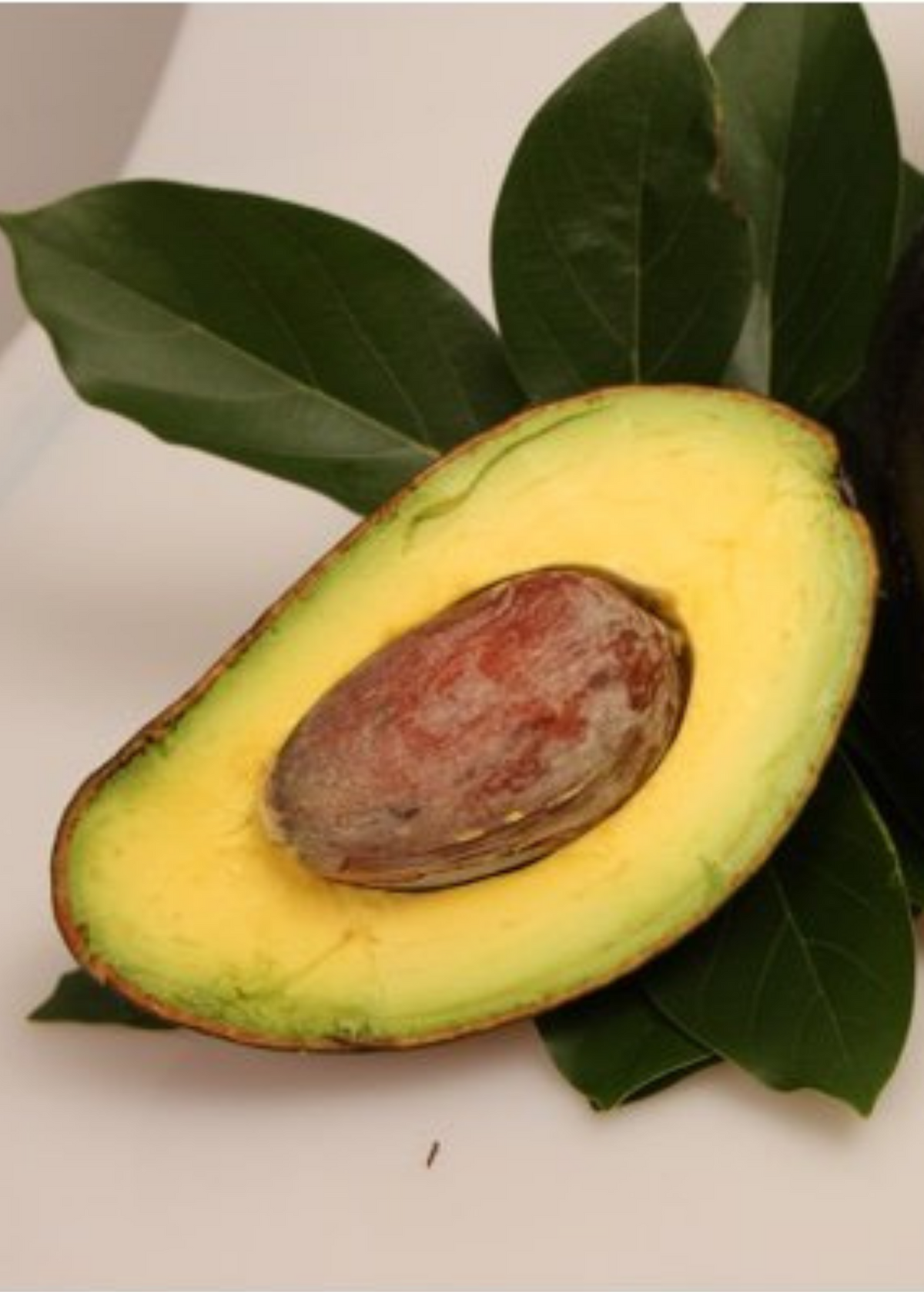 Avocado Oro Negro 'Black Gold' Persea americana Fruit Tree, Rich Creamy Flesh, Cold Hardy, Florida Grown