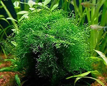 Java Moss Portion In 4 Oz Cup Easy Live Fresh Water Aquarium Plants