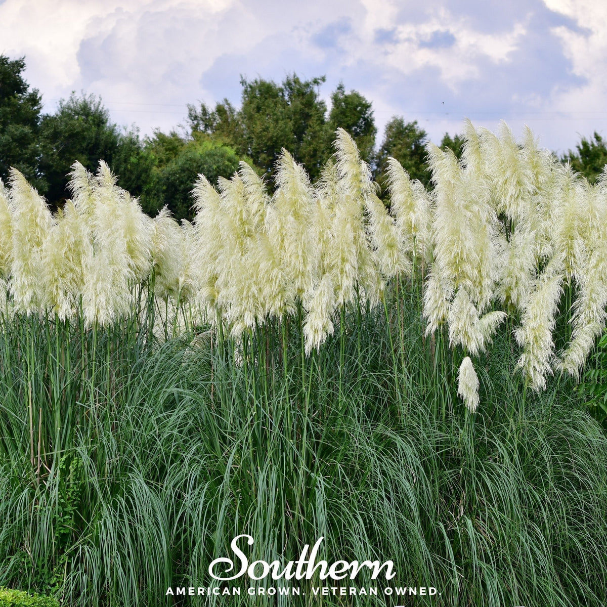 White Pampas Grass Seeds – Ornamental, Dried Floral, Architectural, Cortaderia selloana, Perennial, White Plumes