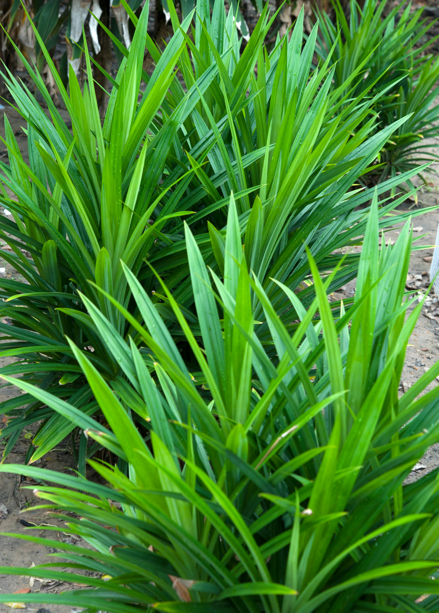 Pandan Leaf Plant - Fresh Culinary Herb for Southeast Asian Cooking - Pandanus amaryllifolius