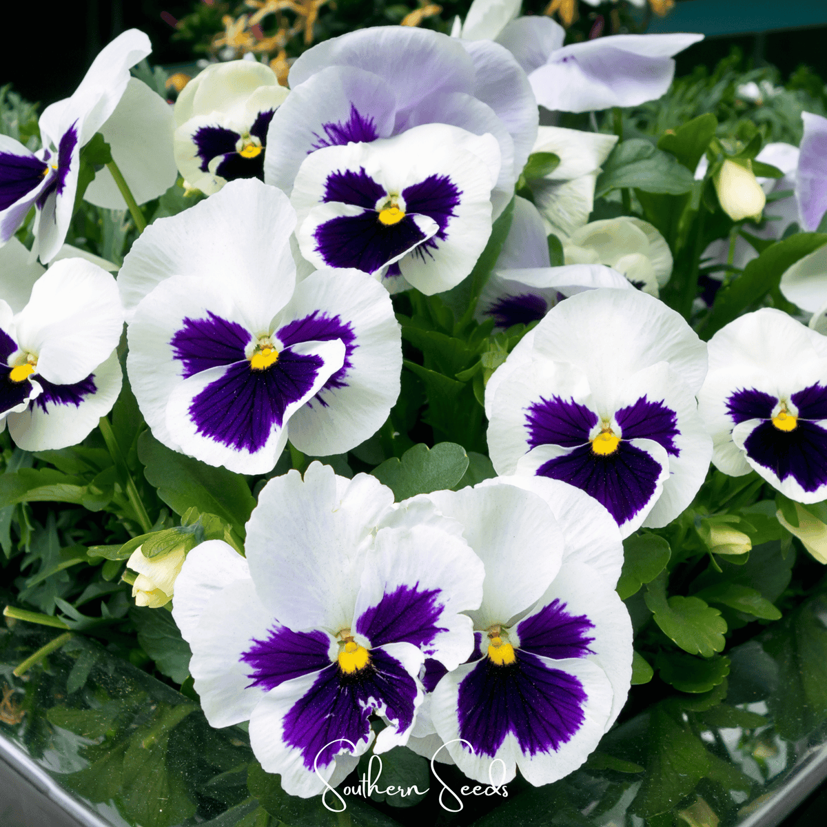 Swiss Giant Silverbride Pansy Seeds – Heirloom Viola wittrockiana, Large White Flowers, Cool-Season Garden, Container & Border Plant