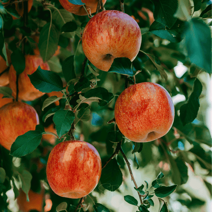 Paradise Apple Tree – 25 Seeds