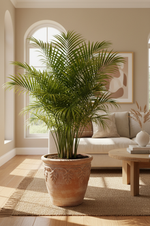 Parlor Palm
