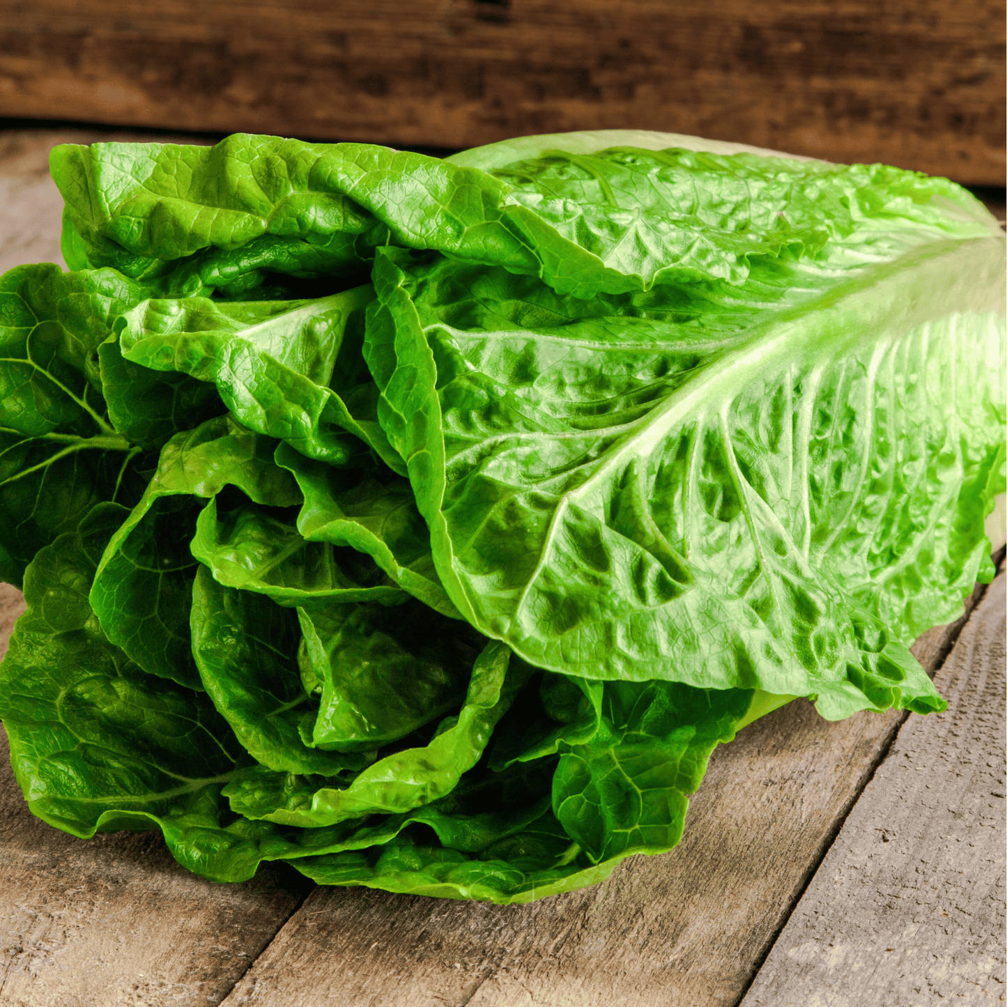 Parris Island Cos Lettuce Seeds – Heirloom Romaine, Crunchy Green, 500 Seeds, Heat Tolerant, Slow Bolting, Lactuca sativa