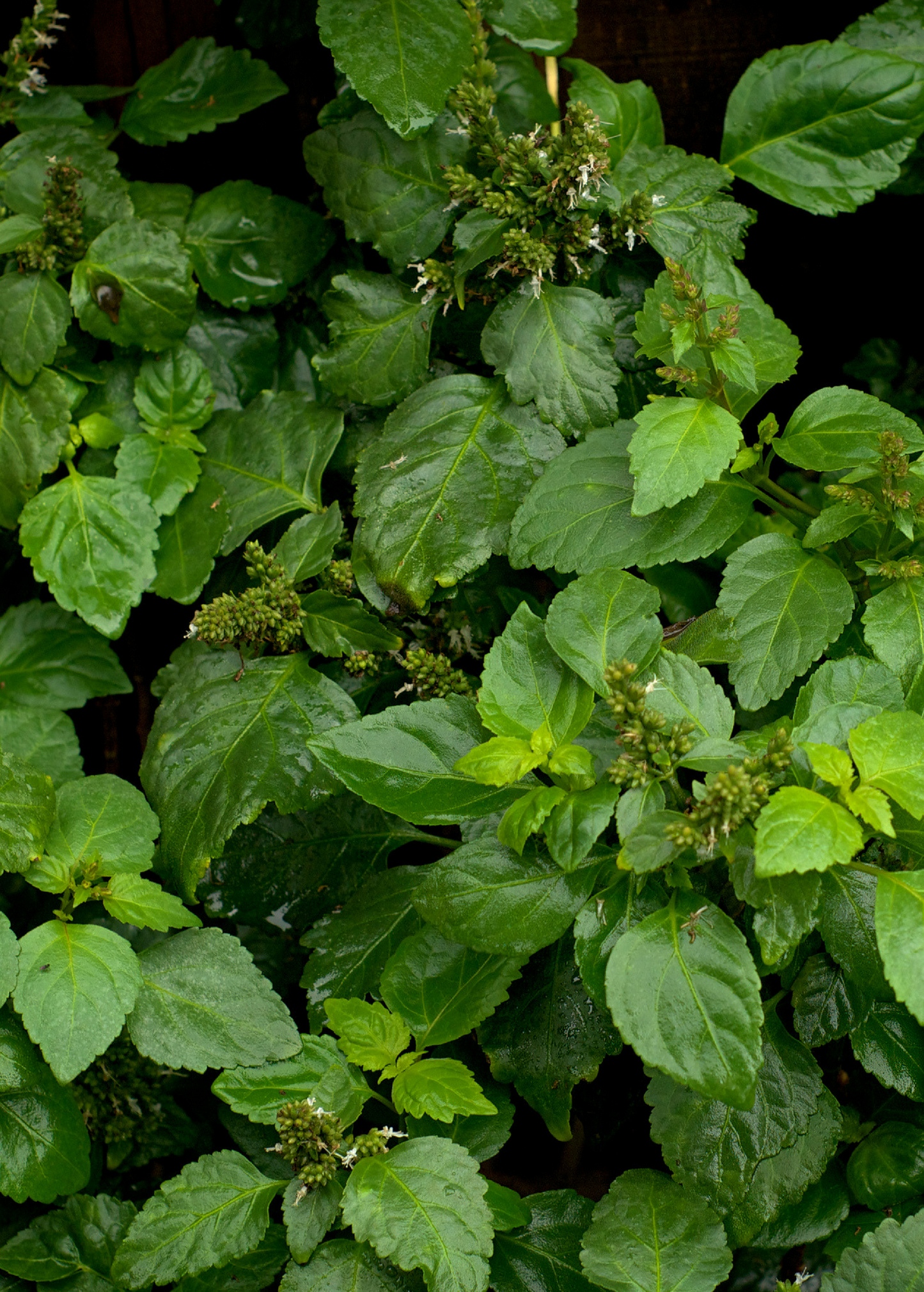 Patchouli Herb Plant - Aromatic Foliage, Lamiaceae, Pogostemon cablin, Perennial Shrub for Aromatherapy and Essential Oils