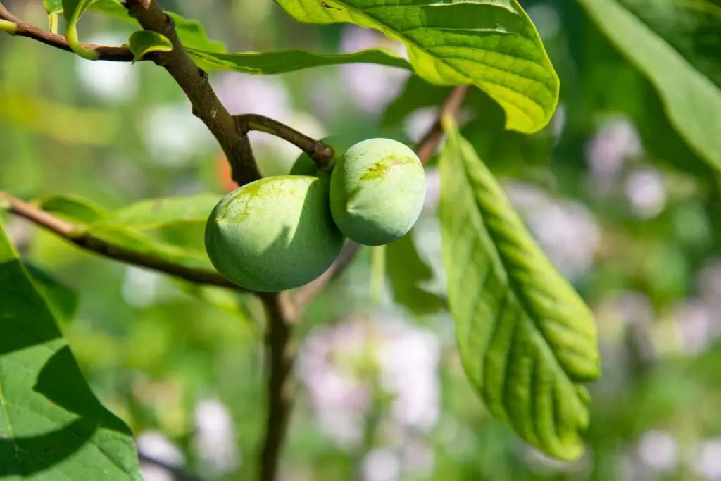 2 Pawpaw Trees Live Plants Bare Root Seedlings 6-12" | Asimina triloba Native Fruit Tree for USDA Zones 5-9