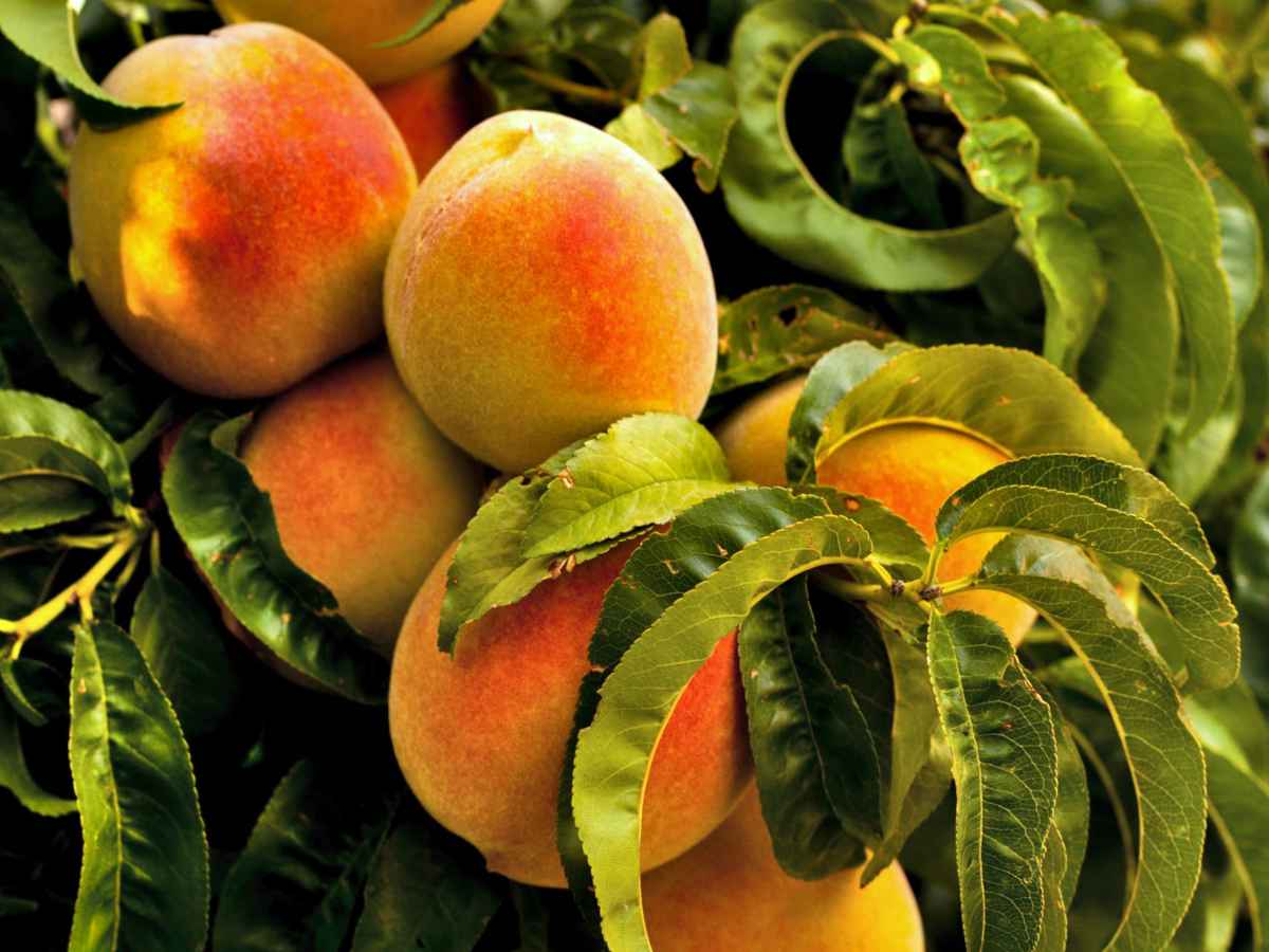 Yellow Peach Tree Cuttings - Unrooted Organic Prunus persica for Grafting and Propagation