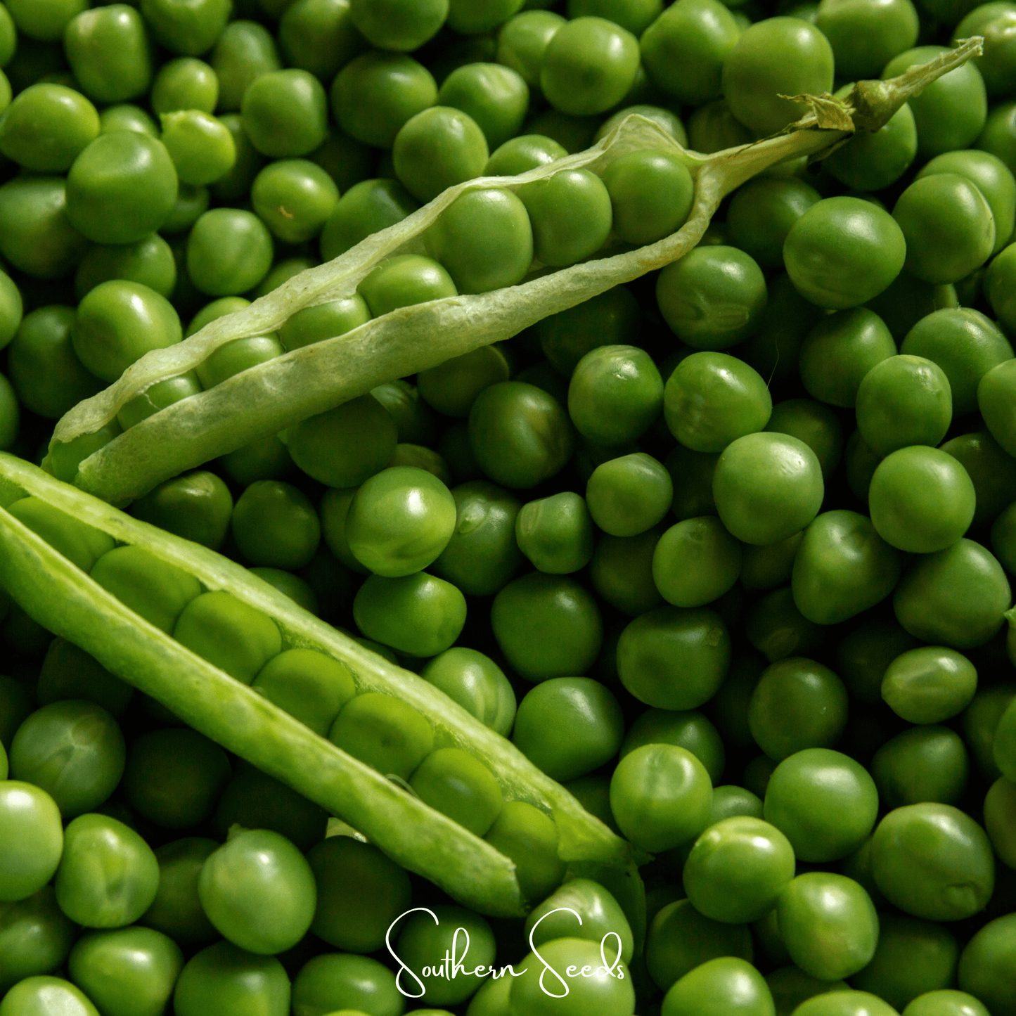 Early Frosty Peas – 25 Seeds