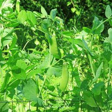 Oregon Sugar II Snow Peas – 25 Seeds