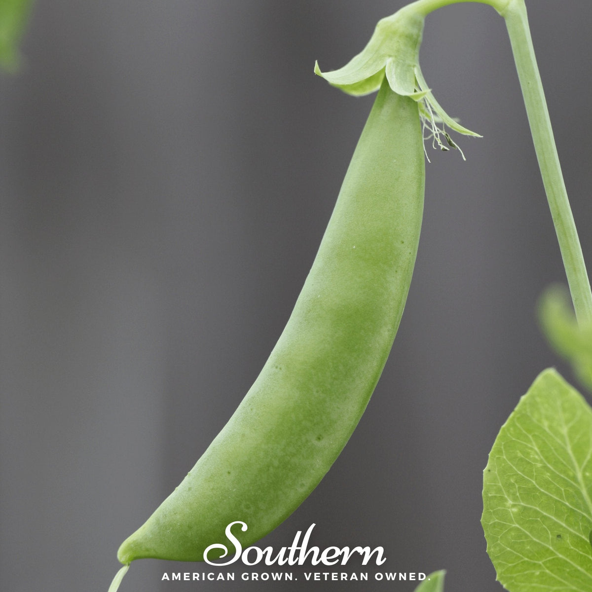 Sugar Snap Pea Seeds – All-American Selections Winner, Edible Pods, Heirloom, Non-GMO, 20 Seeds