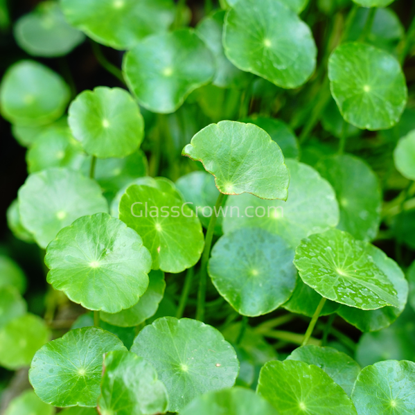 Brazilian Pennywort